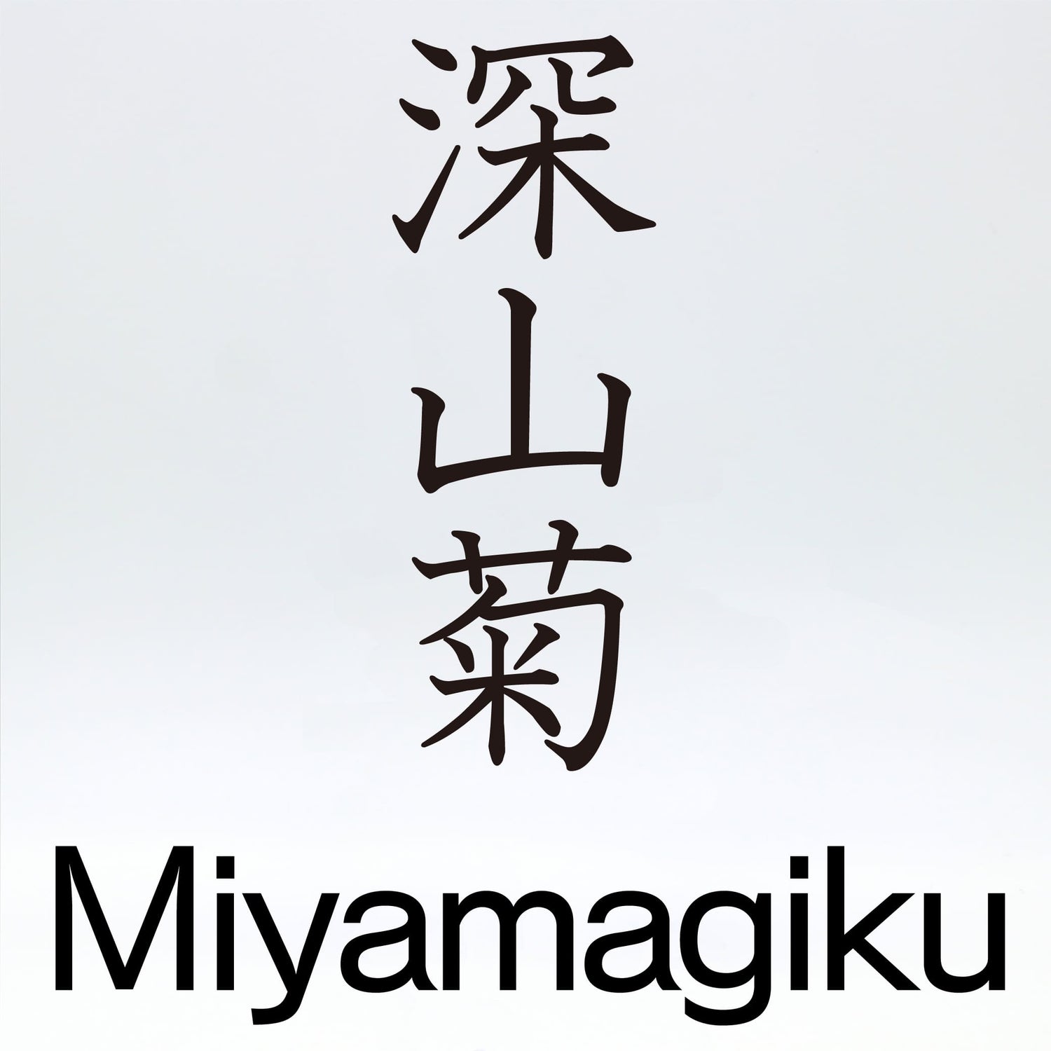 深山菊【Miyamagiku】